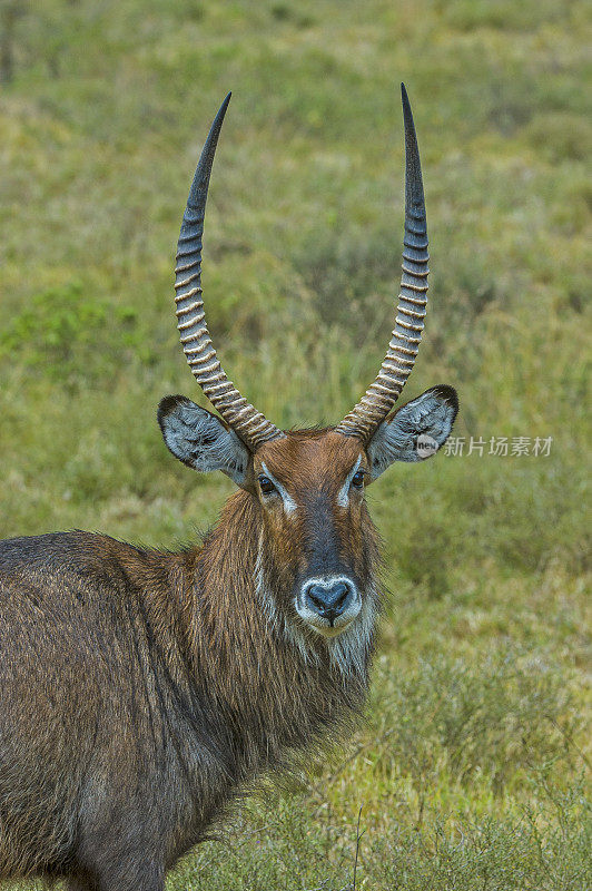 defassa waterbuck (Kobus ellipsiprymnus defassa)是广泛分布于撒哈拉以南非洲的一种大型羚羊。